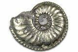 Pyritized Jurassic Ammonite (Amaltheus) Fossil - France #365871-1